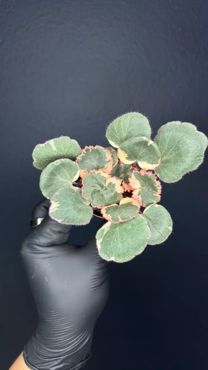 plant/Begonia Strawberry *Grower’s Choice-0