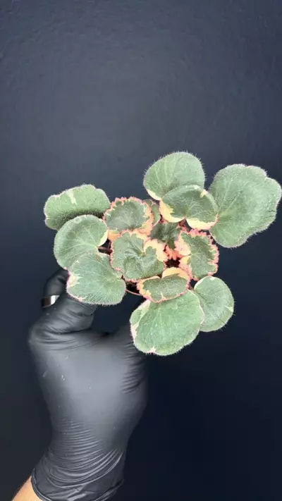 plant/Begonia Strawberry *Grower’s Choice-0-thumbnail
