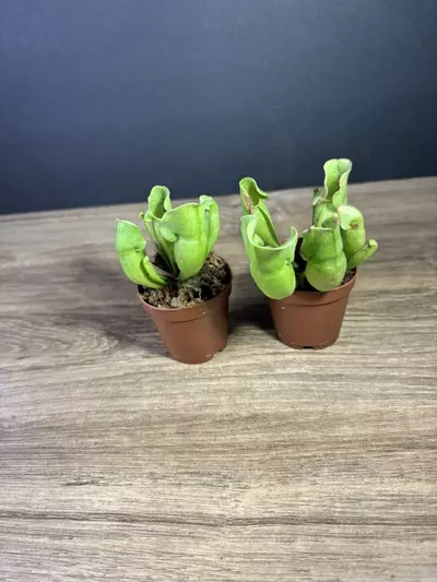 plant/Sarracenia Purpurea Green 2”-1-thumbnail