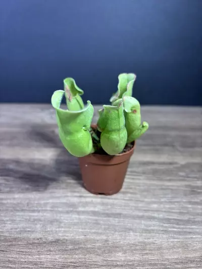 plant/Sarracenia Purpurea Green 2”-0-thumbnail