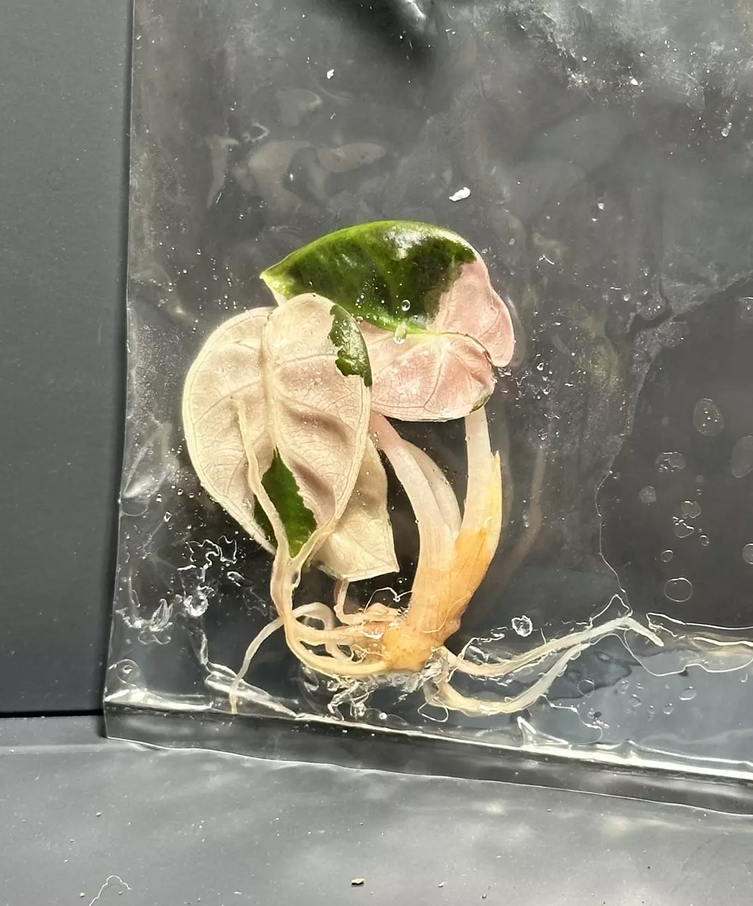 plant/PINK HEART BALLOON ALOCASIA TC - SELLER’S CHOICE-0