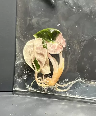 plant/PINK HEART BALLOON ALOCASIA TC - SELLER’S CHOICE-0-thumbnail