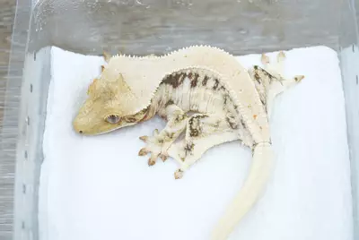 plant/#105 frost line Lilly white npv 15g-0-thumbnail