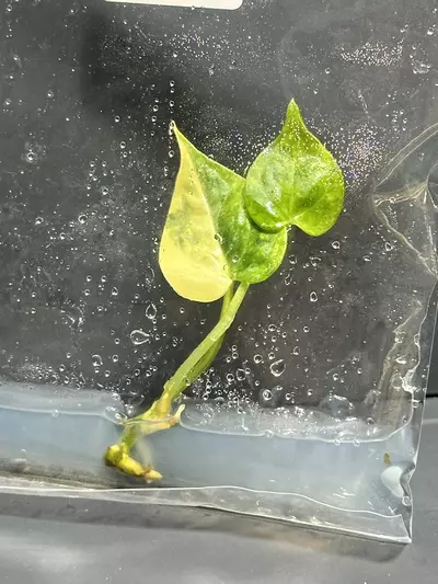 plant/VARIEGATED CLARINERVIUM TC - SELLER’S CHOICE-0-thumbnail