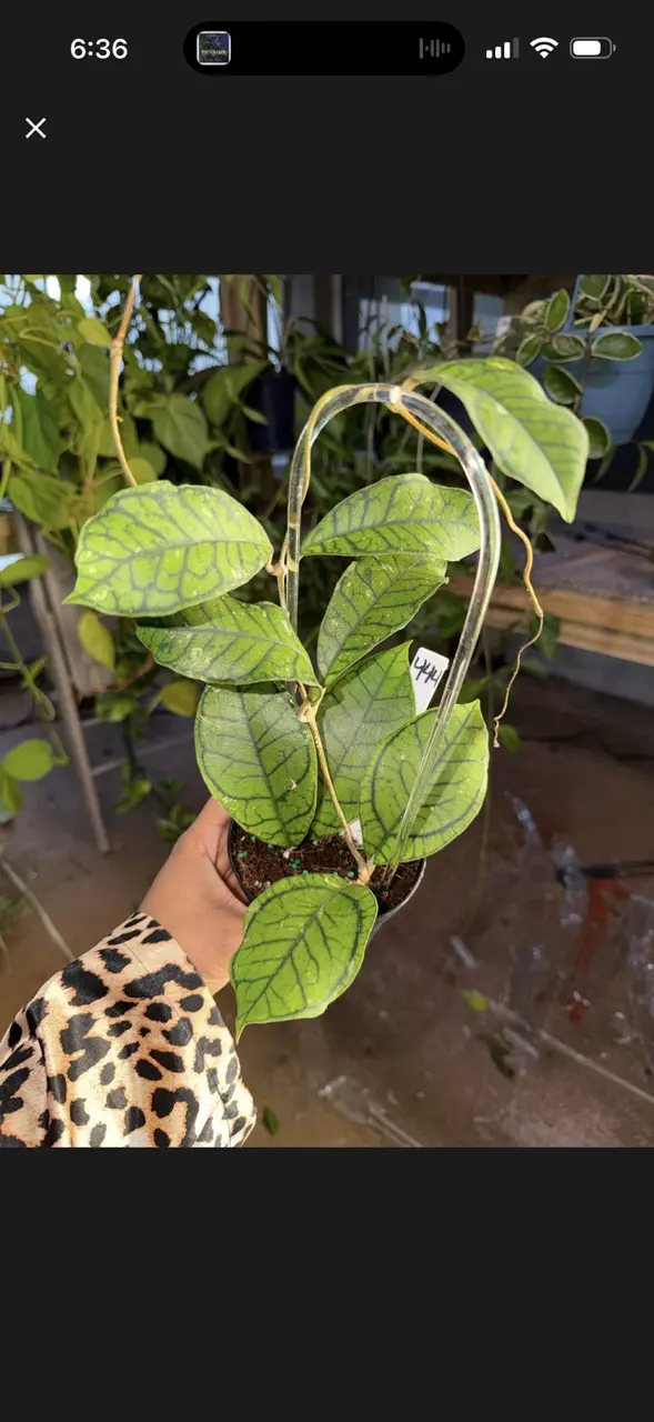 plant/Shipping extra-0