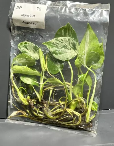 plant/(5 PK) BULBASAUR MONSTERA TC - SELLER’S CHOICE-0-thumbnail