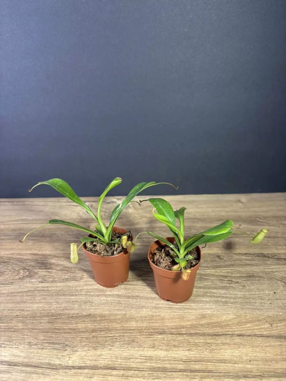 plant/Nepenthes Ventricosa Pitcher Plant 2” - grower’s choice-1