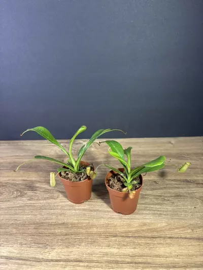 plant/Nepenthes Ventricosa Pitcher Plant 2” - grower’s choice-1-thumbnail
