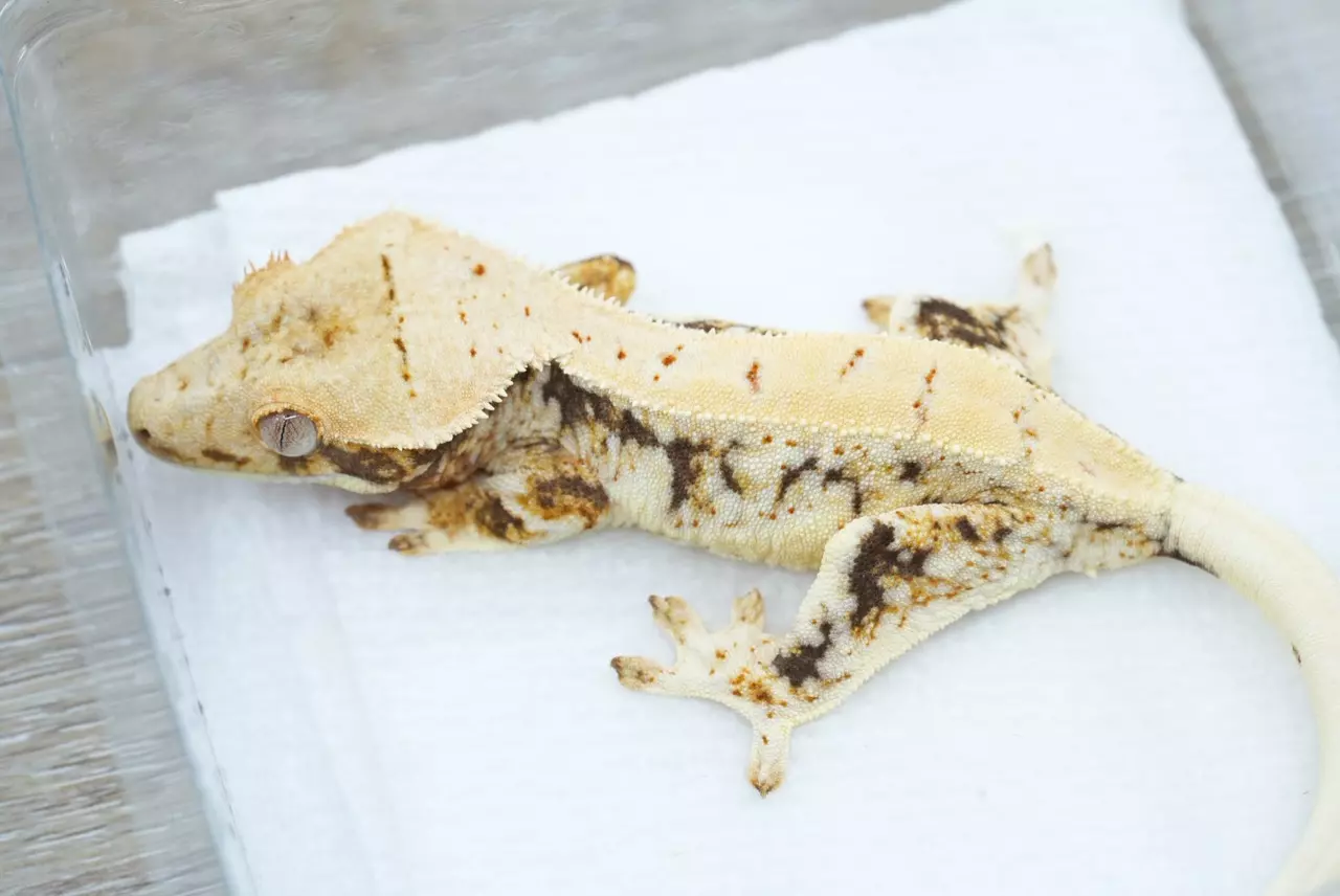 plant/#102 frost line LW npv 18g-1