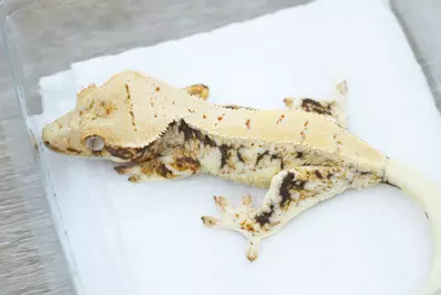 plant/#102 frost line LW npv 18g-1-thumbnail