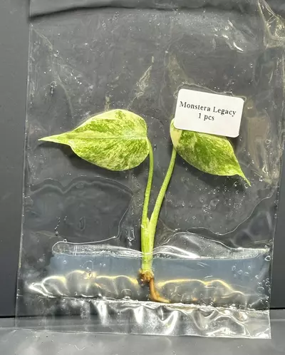 plant/LEGACY MONSTERA TC - SELLER’S CHOICE-0-thumbnail