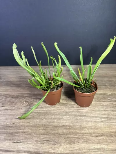 plant/Sarracenia Barba Green 2”-0-thumbnail