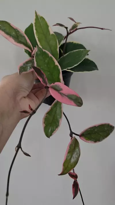 plant/4" Hoya Carnosa "Flamingo Dream"|Well-rooted Plant-3-thumbnail