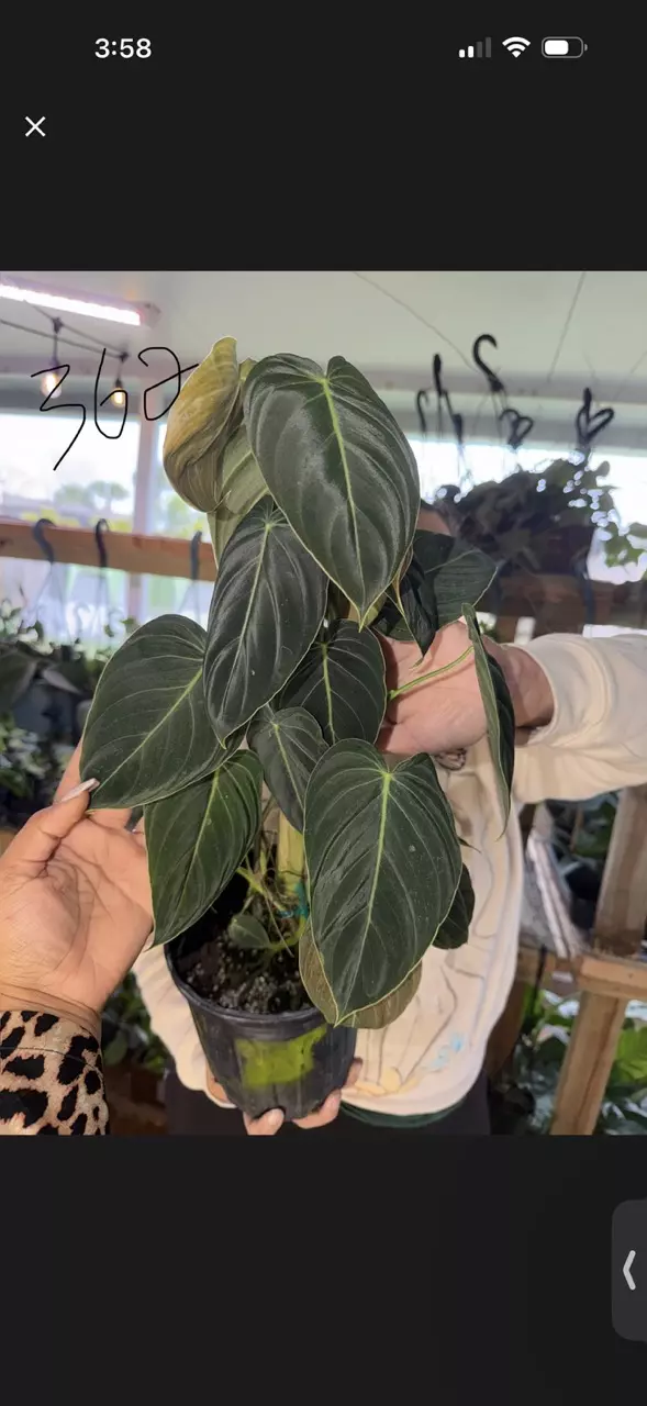 plant/Shipping overnight-0