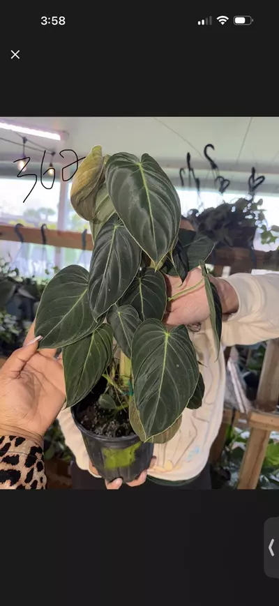 plant/Shipping overnight-0-thumbnail