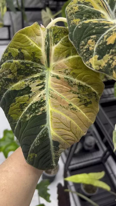 plant/Rose Gold Black Velvet-0-thumbnail