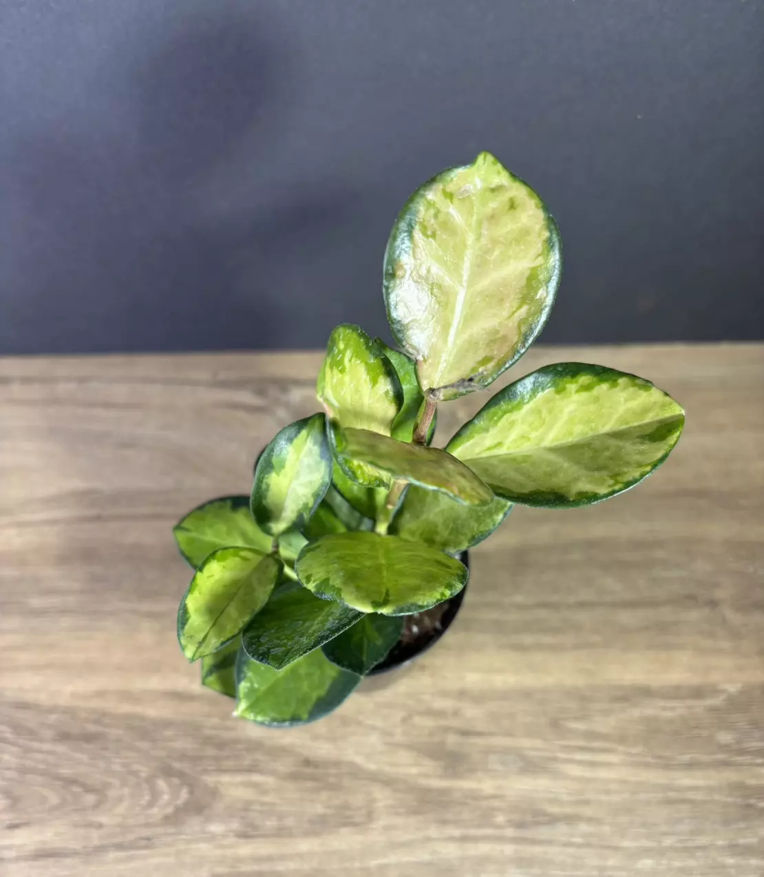 plant/Hoya Australis Lisa 3” 2540-1