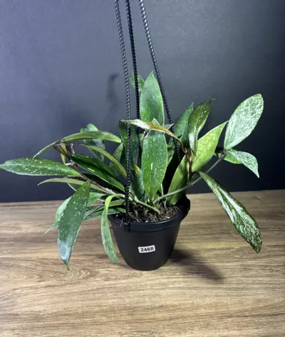 plant/Hoya Publicalix Silver Spot/ Silver Splash 4” HB 2468-2-thumbnail