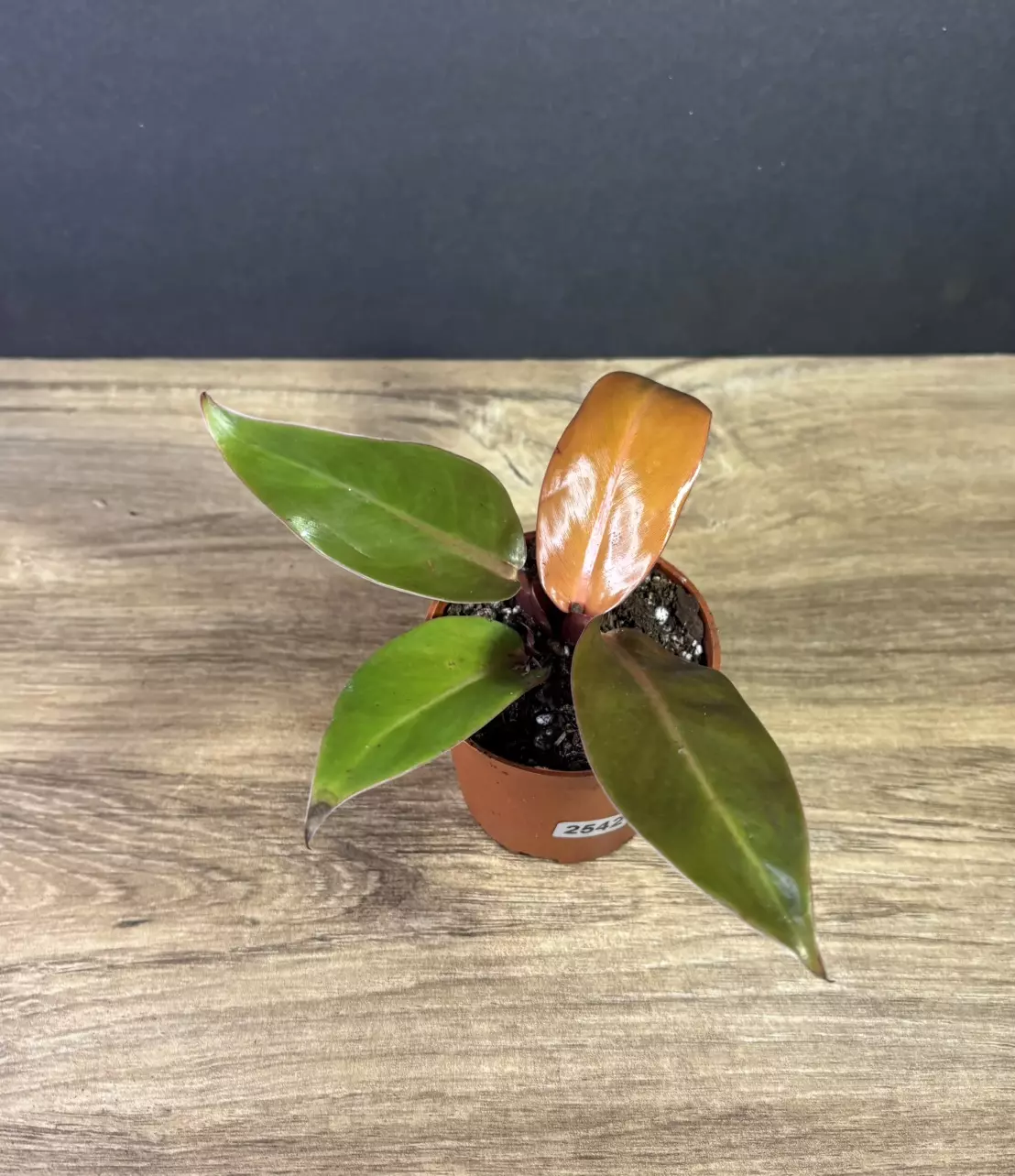 plant/philodendron red king 3” 2542-1
