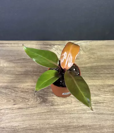 plant/philodendron red king 3” 2542-1-thumbnail
