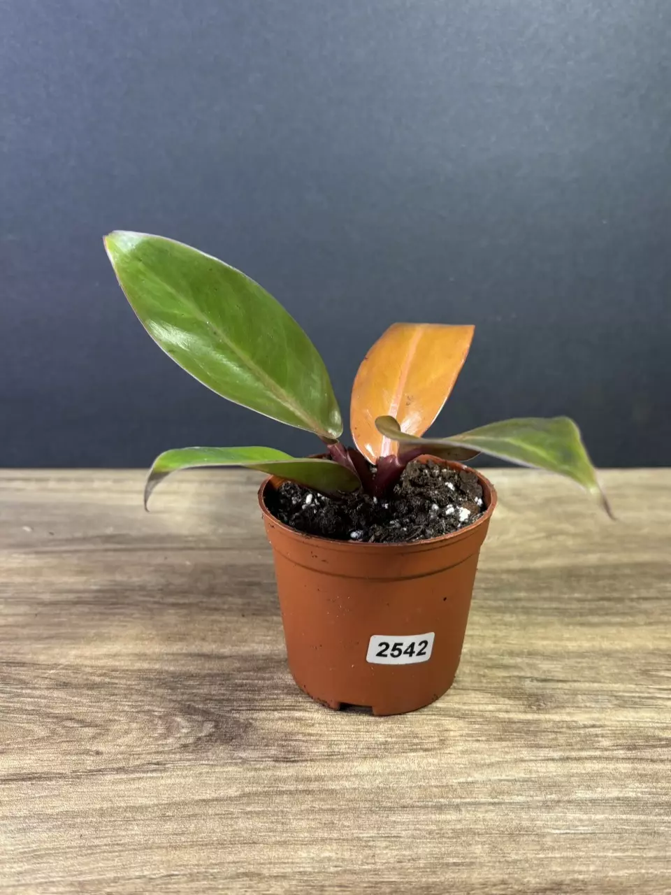 plant/philodendron red king 3” 2542-0