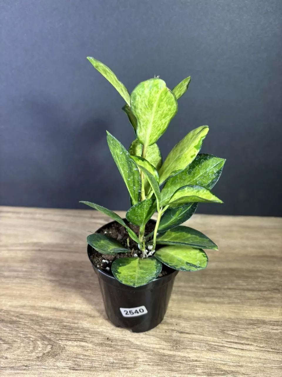 plant/Hoya Australis Lisa 3” 2540-0