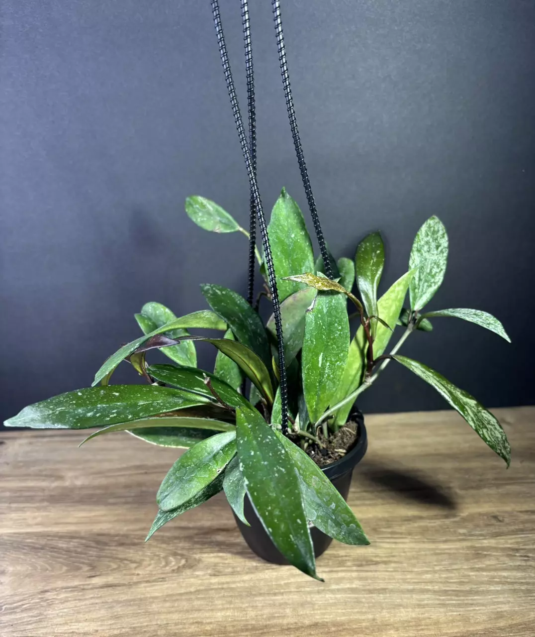 plant/Hoya Publicalix Silver Spot/ Silver Splash 4” HB 2468-1