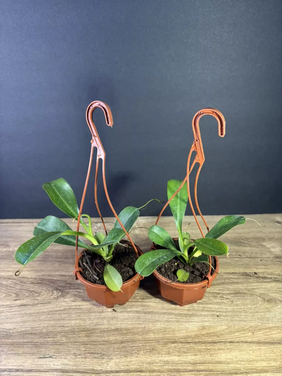 plant/Nepenthes Ventricosa Pitcher Plant 3” HB - grower’s choice-2