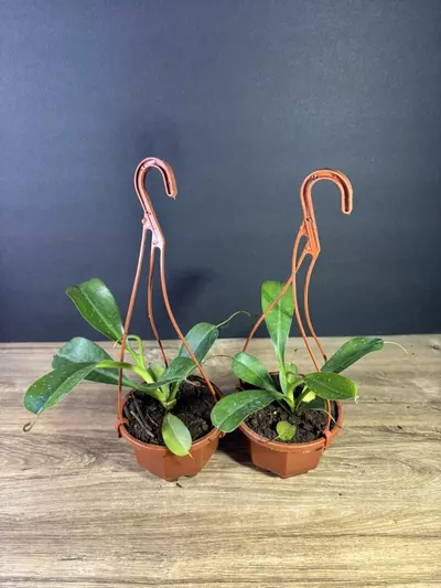 plant/Nepenthes Ventricosa Pitcher Plant 3” HB - grower’s choice-2-thumbnail