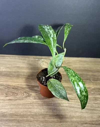 plant/Hoya Publicalix Silver Spot/ Silver Splash 3” 2541-1-thumbnail