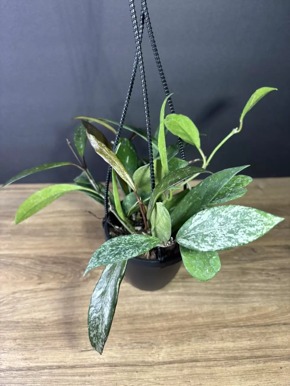 plant/Hoya Publicalix Silver Spot/ Silver Splash 4” HB 2468-0