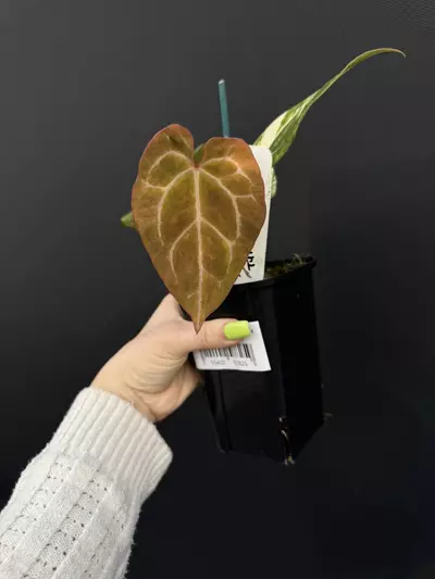 plant/Variegated Anthurium Pap Mag-1-thumbnail