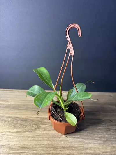 plant/Nepenthes Ventricosa Pitcher Plant 3” HB - grower’s choice-0-thumbnail