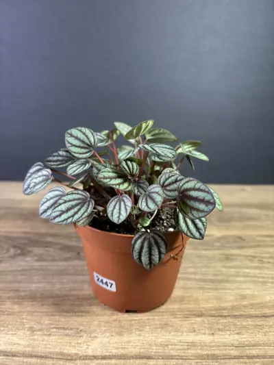 plant/Peperomia Picollo Banda 4”-0-thumbnail