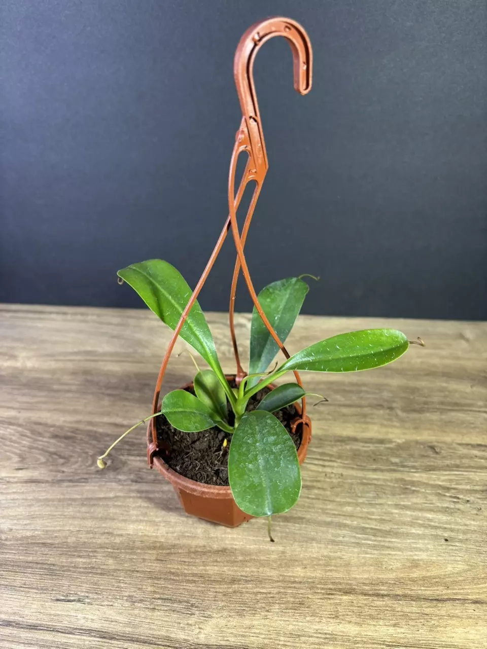 plant/Nepenthes Ventricosa Pitcher Plant 3” HB - grower’s choice-1