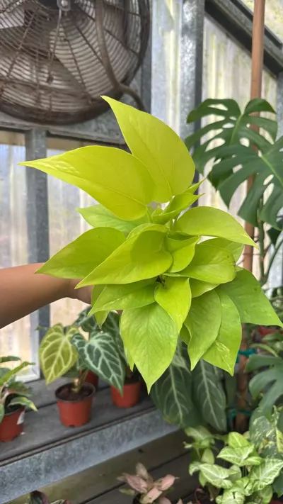 plant/330 Pothos Neon-0-thumbnail
