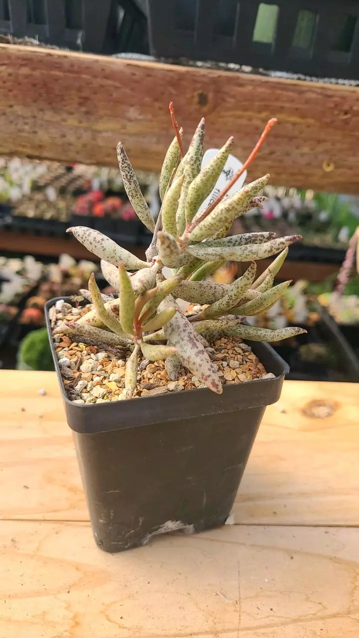 plant/Adromischus filicaulis 3.5" pot-0