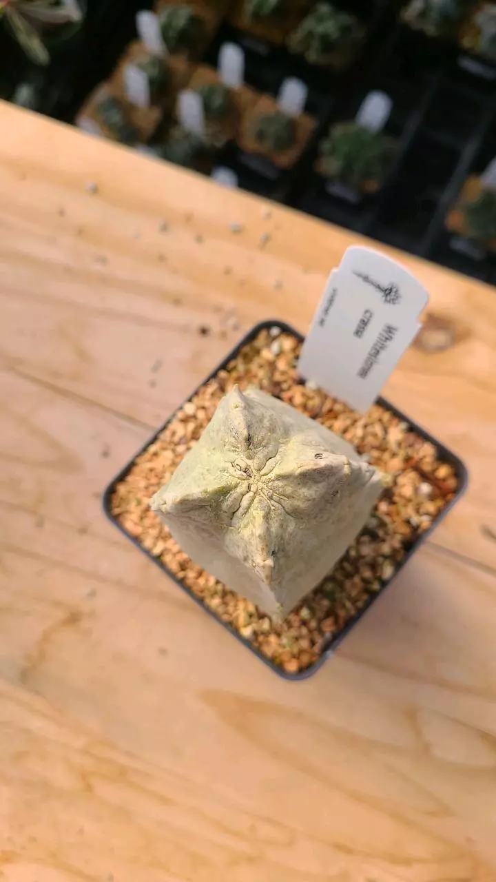 plant/Whiteslonea crassa 3.5" pot-1