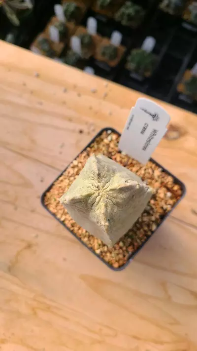 plant/Whiteslonea crassa 3.5" pot-1-thumbnail