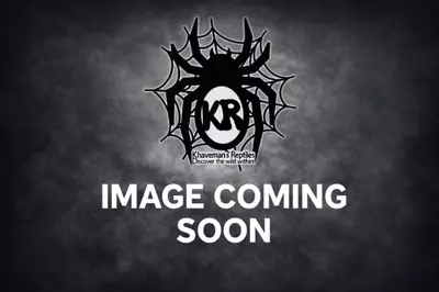 plant/Pink Toe M1 "Avicularia avicularia" 2"-0-thumbnail