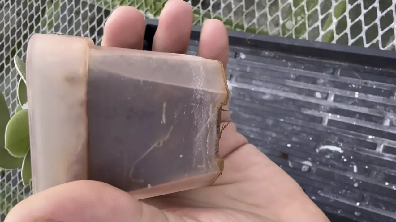 plant/Hoya Grey Fairy (mars)-1