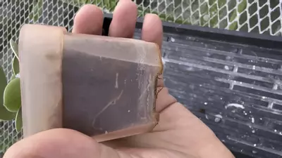 plant/Hoya Grey Fairy (mars)-1-thumbnail