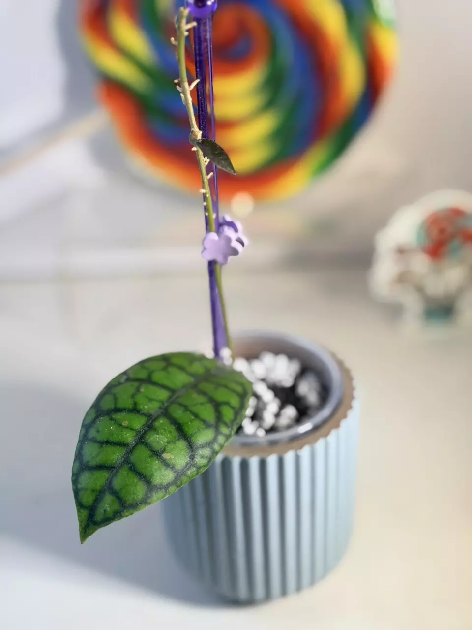 plant/🦄 Hoya Callistophylla Black Octopus 🐙-2