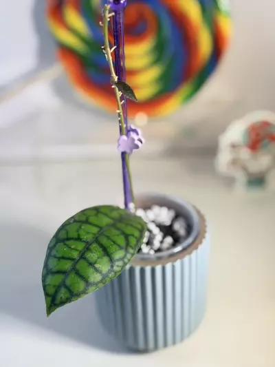 plant/🦄 Hoya Callistophylla Black Octopus 🐙-2-thumbnail