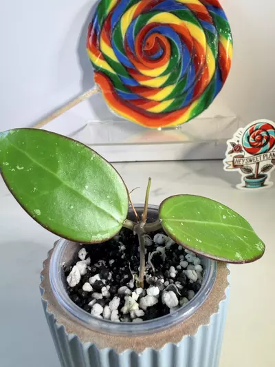 plant/Hoya EPC 301 Black Leaf-2-thumbnail