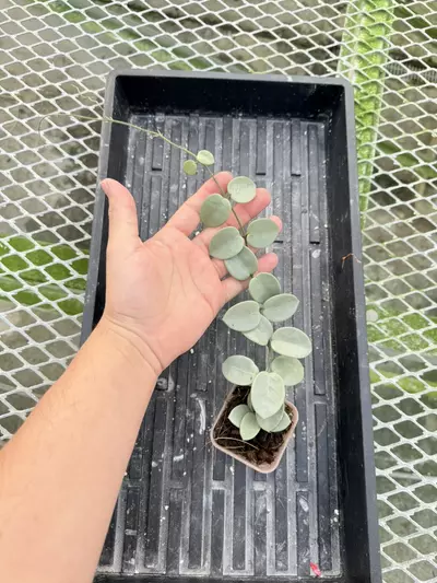 plant/Hoya Grey Fairy (mars)-0-thumbnail