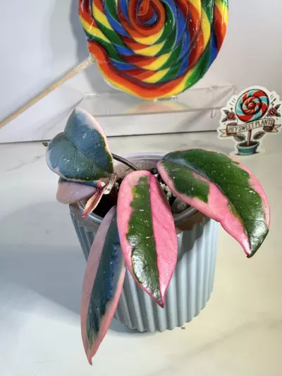 plant/Hoya Flamingo Dreams 🦩-1-thumbnail