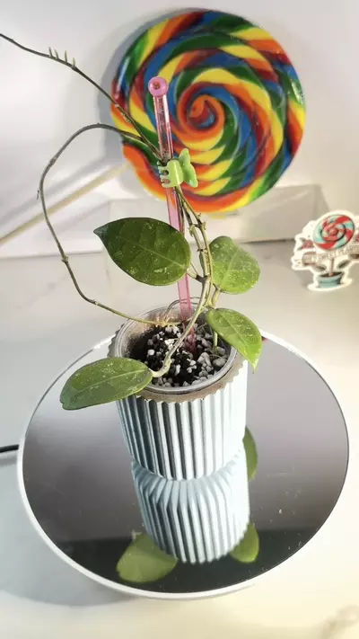 plant/Hoya AH 777-0-thumbnail