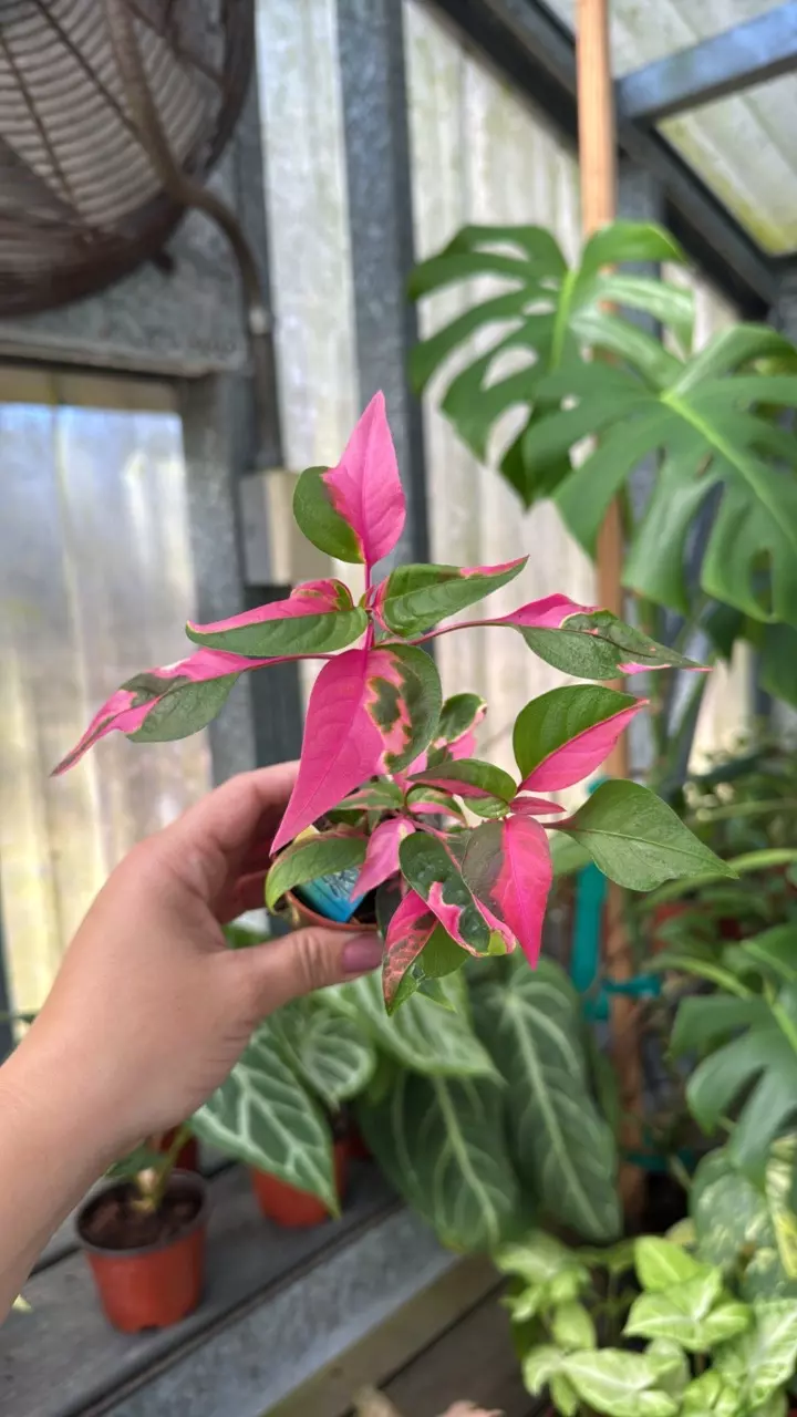 plant/339 Alternanthera Party Time-0