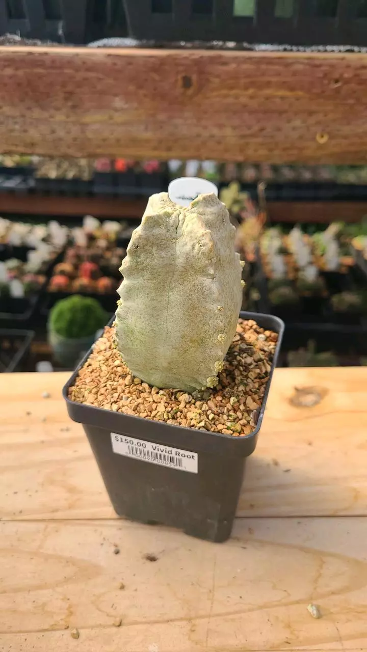 plant/Whiteslonea crassa 3.5" pot-0